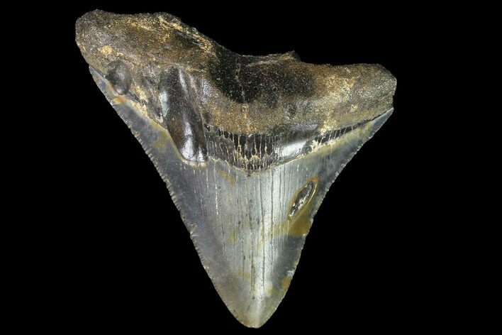Partial, Megalodon Tooth - North Carolina #91694